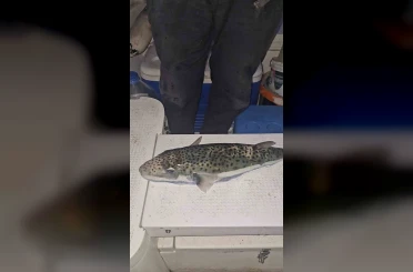 Gemlik Körfezi’nde benekli balon balığı şoku 