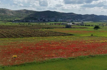Gercüş Ovası kırmızıya boyandı 