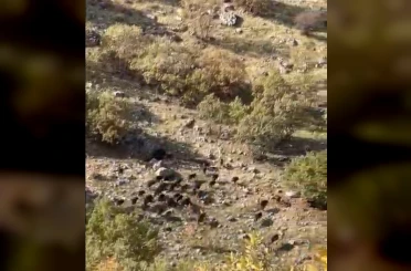 Gercüş’te domuz sürüleri görüntülendi 