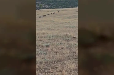 Gercüş’te domuz sürüsü görüntülendi 
