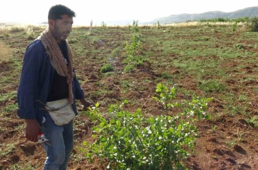 Gercüş’te fıstık aşılama mesaisi başladı 