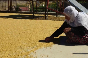 Gercüş’te yüzyıllardır devam eden bulgur kaynatma geleneği devam ediyor 