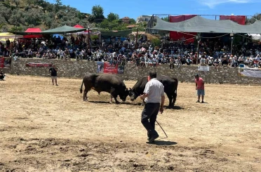 Germencik’te 63 çift boğa güreşti 