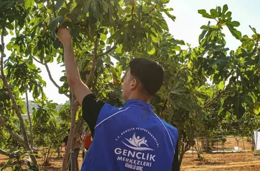 Germencik’te gönüllü gençler incir hasadına katıldı
