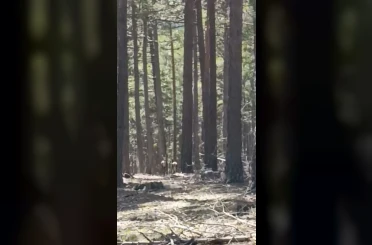 Geyik sürüsü amatör kameraya yansıdı 