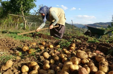 Giresun yaylalarında patates hasadı başladı 
