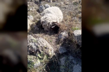Giresun’da ayı ve kurtlar köyün koyunlarına saldırdı: 5 koyun telef, 18’i kayıp 