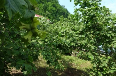 Giresun’da kahverengi kokarcaya karşı samuray arıları doğaya salındı 