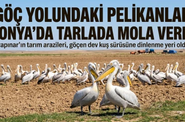 Göç yolundaki pelikanlar Konya'da tarlada mola verdi