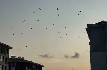 Göç yolunun değişmeyen misafirleri Osmaniye semalarında
