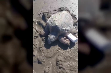 Gökçeada’da kıyıya vuran caretta caretta vatandaşların yardımıyla denizle buluştu 