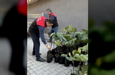 Gömeç’te incir üretimini artıracak adım, 499 sertifikalı fidan dağıtıldı 