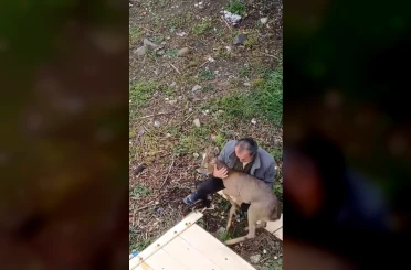 Görele’de araçlara çarpan yaralı karaca derede bulundu 
