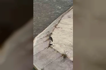 Gri balıkçıl ile martı aynı karede av bekledi 