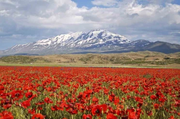 Gülistan Ovası gelinciklerle kırmızıya büründü 