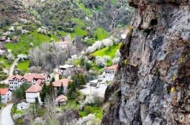 Gümüşhane’de taştan fışkıran ’draba çiçekleri’ ilgi çekiyor 