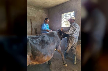 Güroymak’ta şap aşısı çalışmaları aralıksız sürüyor 