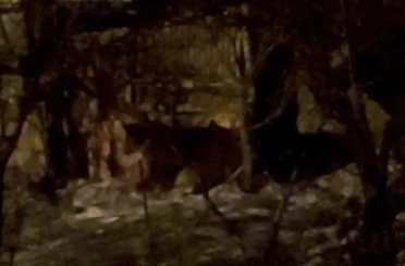 Hakkari’de aç ayılar mahalleye indi 