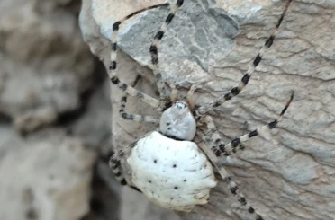 Hakkari’de dünyanın en zehirli örümcek türlerinden biri görüldü 
