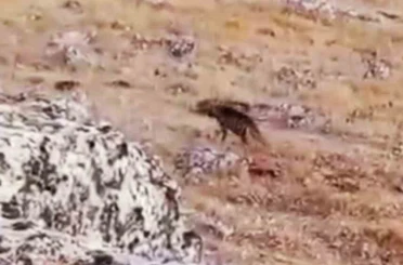 Halfeti’de nesli tükenme tehlikesi altında olan çizgili sırtlan görüldü 