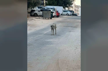 Halfeti’de sahipsiz köpeğin saldırdığı çocuk yaralandı 