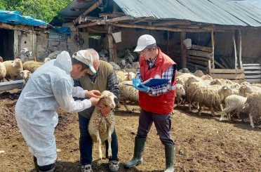 ’Halk Elinde Küçükbaş Hayvan Islahı Projesi’nde doğan kuzular tespit edildi 
