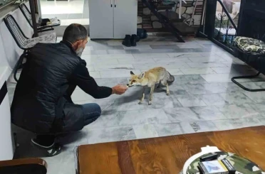 Hane halkı gibi davranıyor, tilkinin dostluğu gülümsetiyor 
