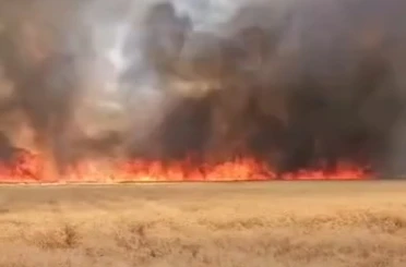 Harran’da 300 dönümlük buğday tarlasında yangın 