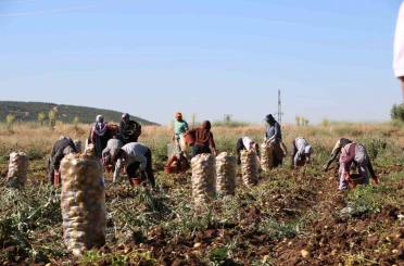 Hasadı başlayan patates fiyatıyla üreticilerin yüzünü güldürdü 