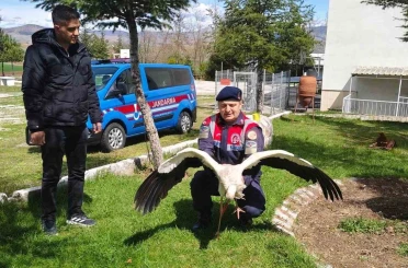 Hasta leylek koruma altına alındı 