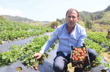 Hatay’da çilek hasadı başladı 