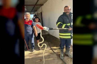 Hatay’da evlere giren 2 yılan yakalandı 