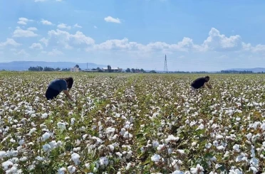 Hatay’da pamuk ve soya ekili araziler kontrol edildi 