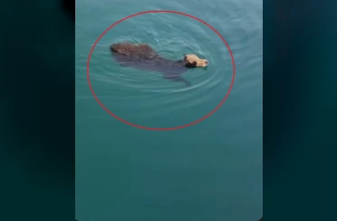 Hatay’da sevkiyat esnasından kaçan angusun yüzerek kaçtığı anlar kamerada 