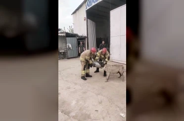 Hava filtresine sıkışan köpek kurtarıldı 