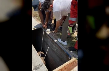 Havalandırma boşluğuna düşen eşek kurtarıldı 