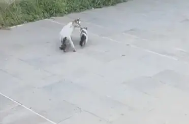 Havalandırma boşluğuna düşen yavru kediyi itfaiye kurtardı
