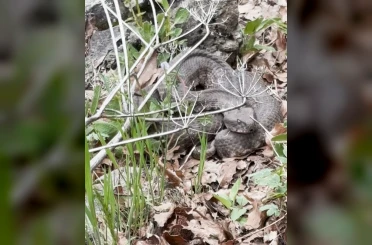 Havaların ısınmasıyla birlikte yılanlarda çıkmaya başladı 
