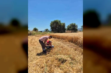 Havran’da hububat hasat kontrolleri yapılıyor 