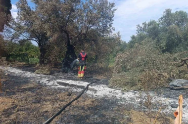 Havran’da zeytinlik yangını 