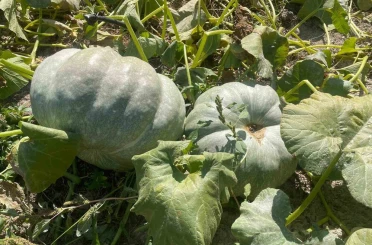 Hayvan gübresiyle 40 kilograma ulaşan kabaklarını taşımakta zorlandı 