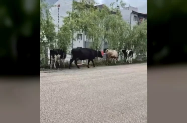 Hayvan pazarından kaçan büyükbaş havanlar gezintiye çıktı 