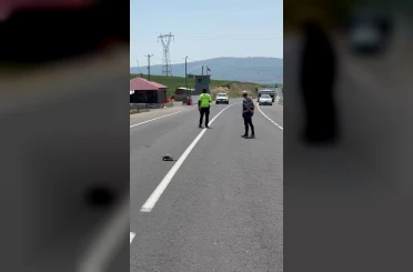 Hınıs’ta yürekleri ısıtan görüntü: Polis memuru kaplumbağa için trafiği durdurdu 
