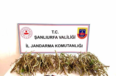Hırsızlar bu defa fıstık dalı çaldı 