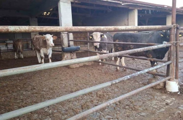 Hisarcık’ta şap karantinası kaldırıldı 