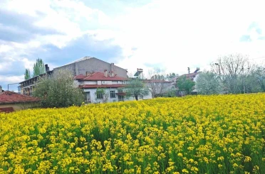 Hisarcık’ta sarıya boyanan kanola tarlaları görsel şölen sunuyor 