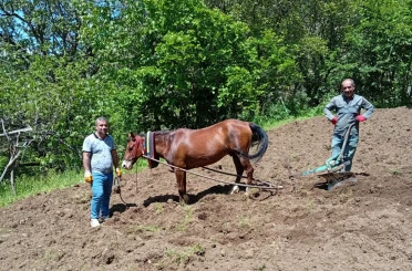 Hizan’da traktörün giremediği tarlalar karasabanla sürülüyor 
