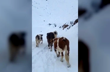 Hizan’da yayladaki hayvanlar kara hazırlıksız yakalandı 