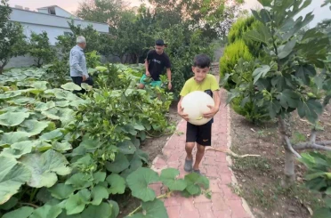 Hobi amaçlı ektiği 3 kök kabaktan 1 tonun üzerinde ürün aldı 