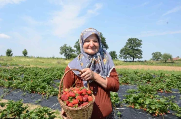 Hobi olarak 2 dönümde başladı, üretimi şimdi 42 dönüme çıktı 